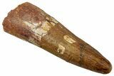 Fossil Spinosaurus Tooth - Real Dinosaur Tooth #329608-1